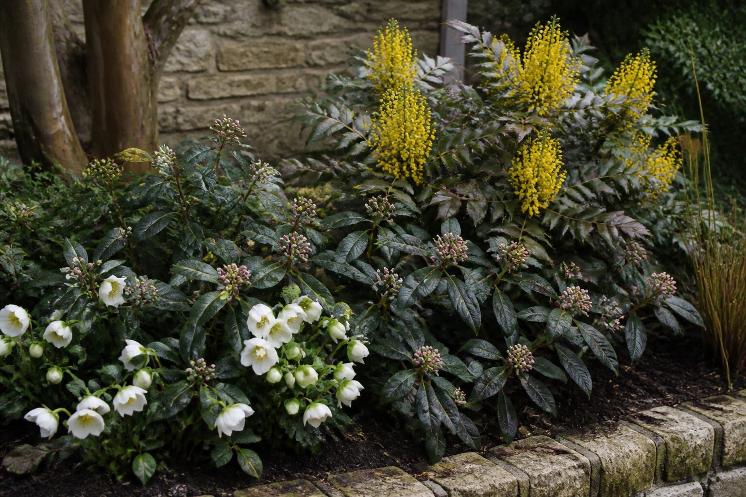 Arbustes à fleurs persistants dans un massif hivernal, mahonia en fleurs jaunes avec feuillage vert-bronze