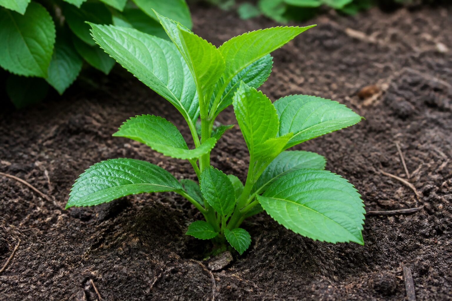 Bouture hortensia directement en terre, plant enracine aux feuilles vertes fraiches