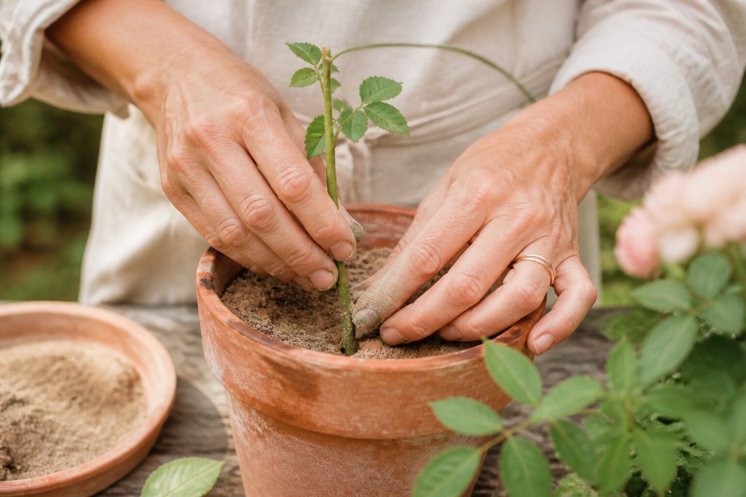 mains plantant une bouture de rosier dans pot en terre cuite substrat sableux