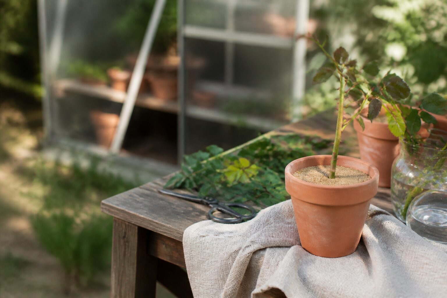 bouturage rosier en pot avec substrat et petite serre plastique dans jardin ensoleillé