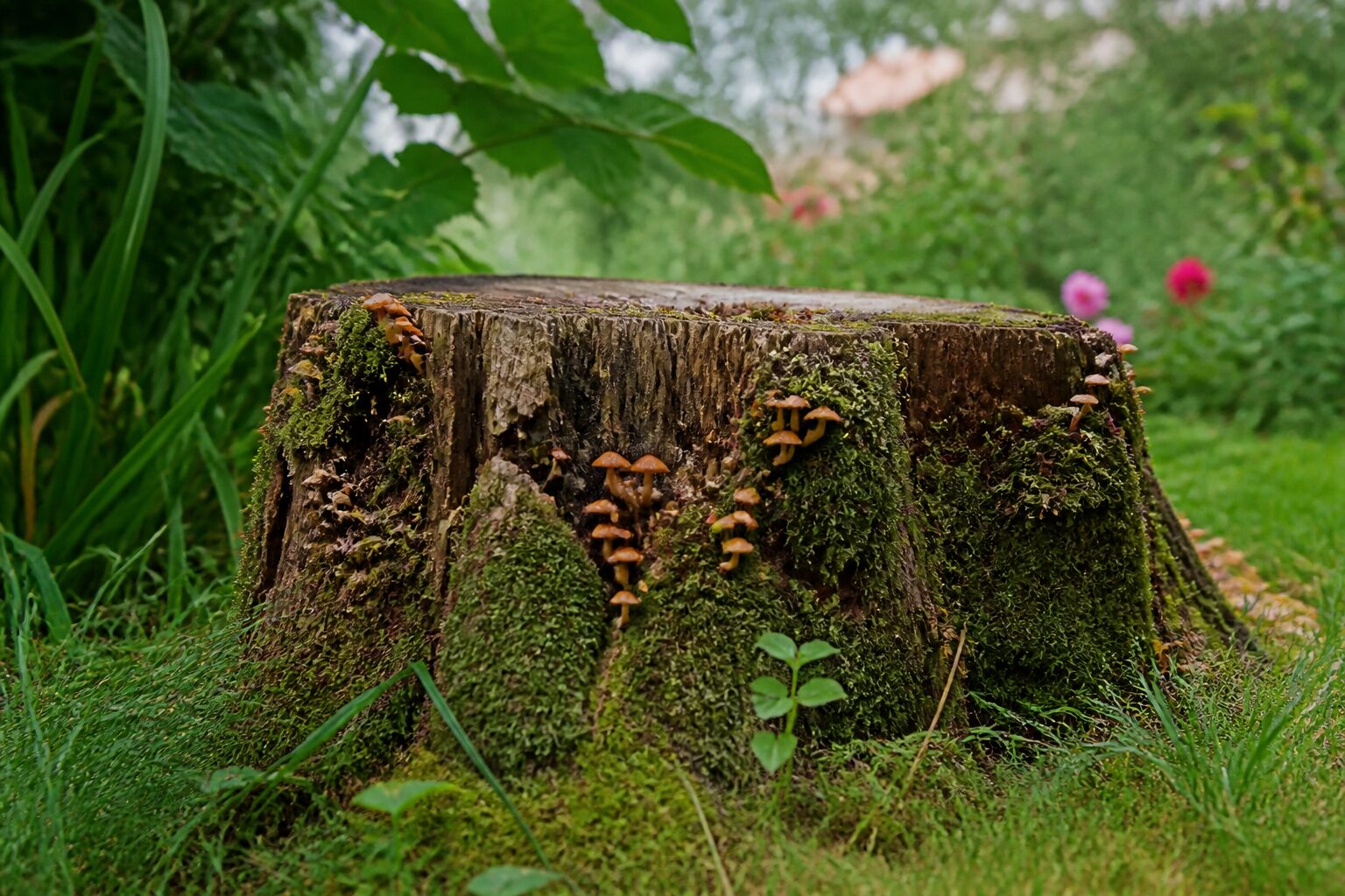 Souche d'arbre colonisée par des champignons orange dans un jardin, environnement végétal naturel, lumière de jardin filtré