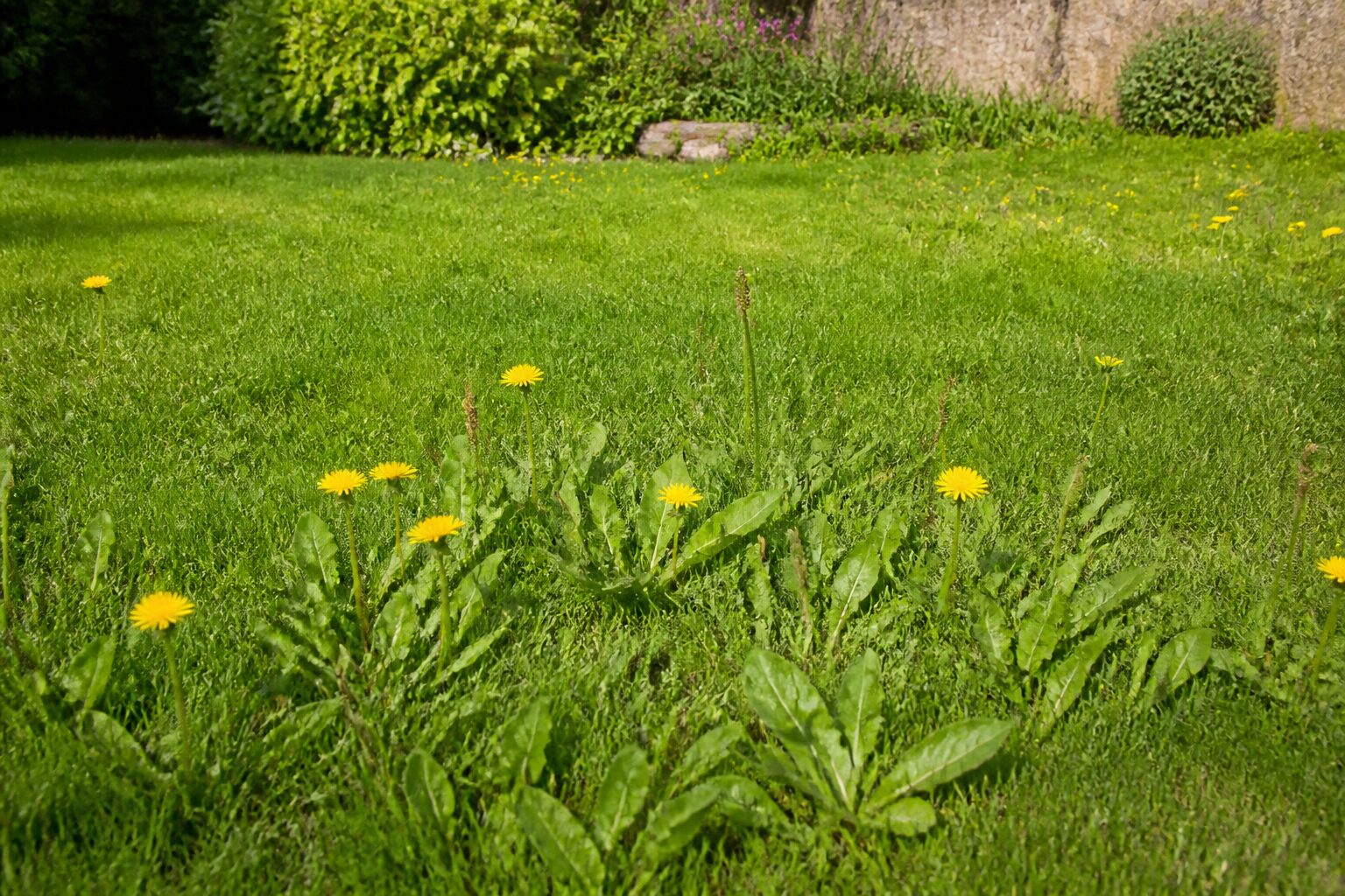 Pelouse de jardin français au printemps avec pissenlits et plantains visibles dans l'herbe verte