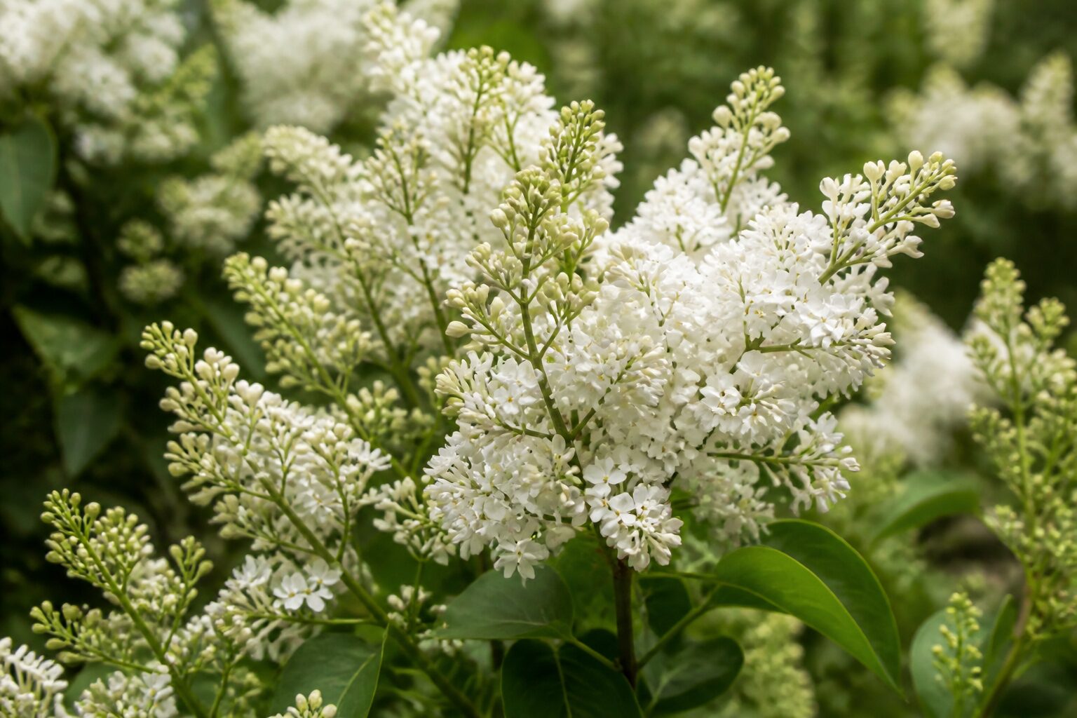 Détail des panicules de lilas japonais en juin, floraison blanche parfumée, plan rapproché