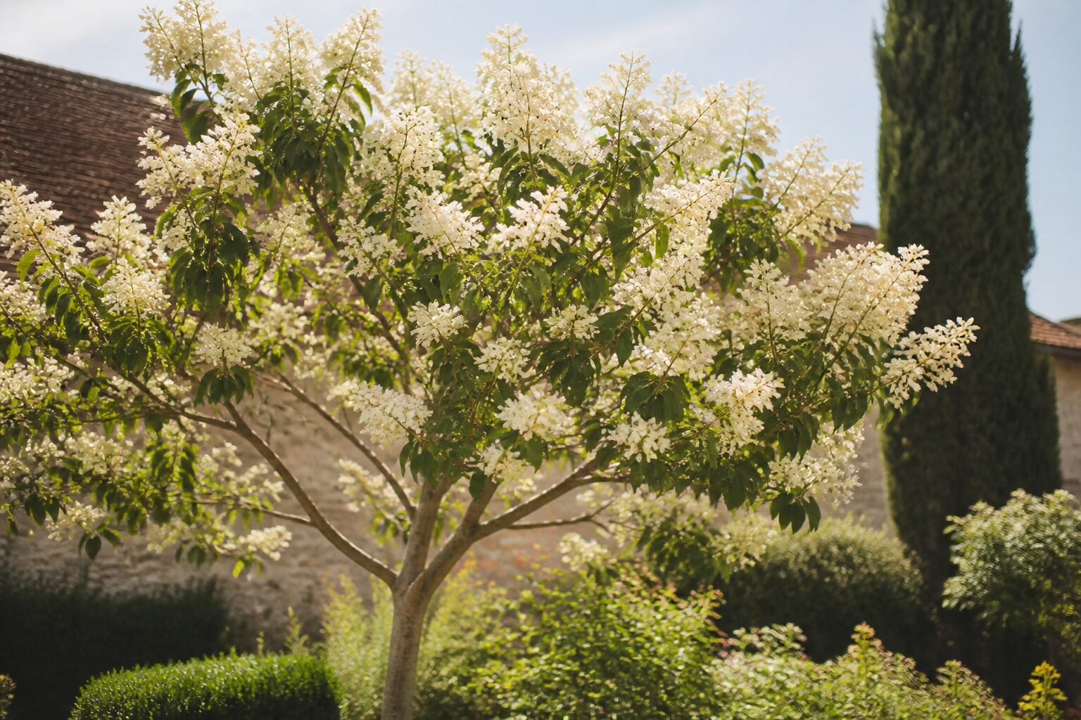 Lilas du Japon : planter, entretenir et réussir sa floraison