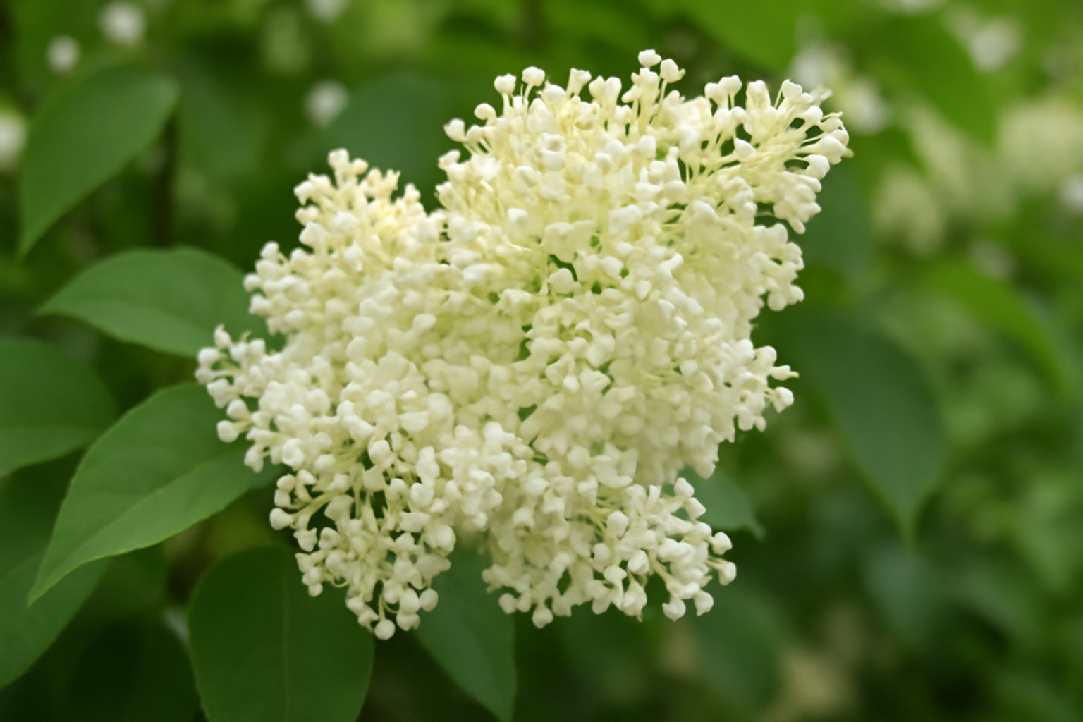 Gros plan sur une panicule de lilas du Japon, fleurs blanc crème délicates sur fond de feuillage vert