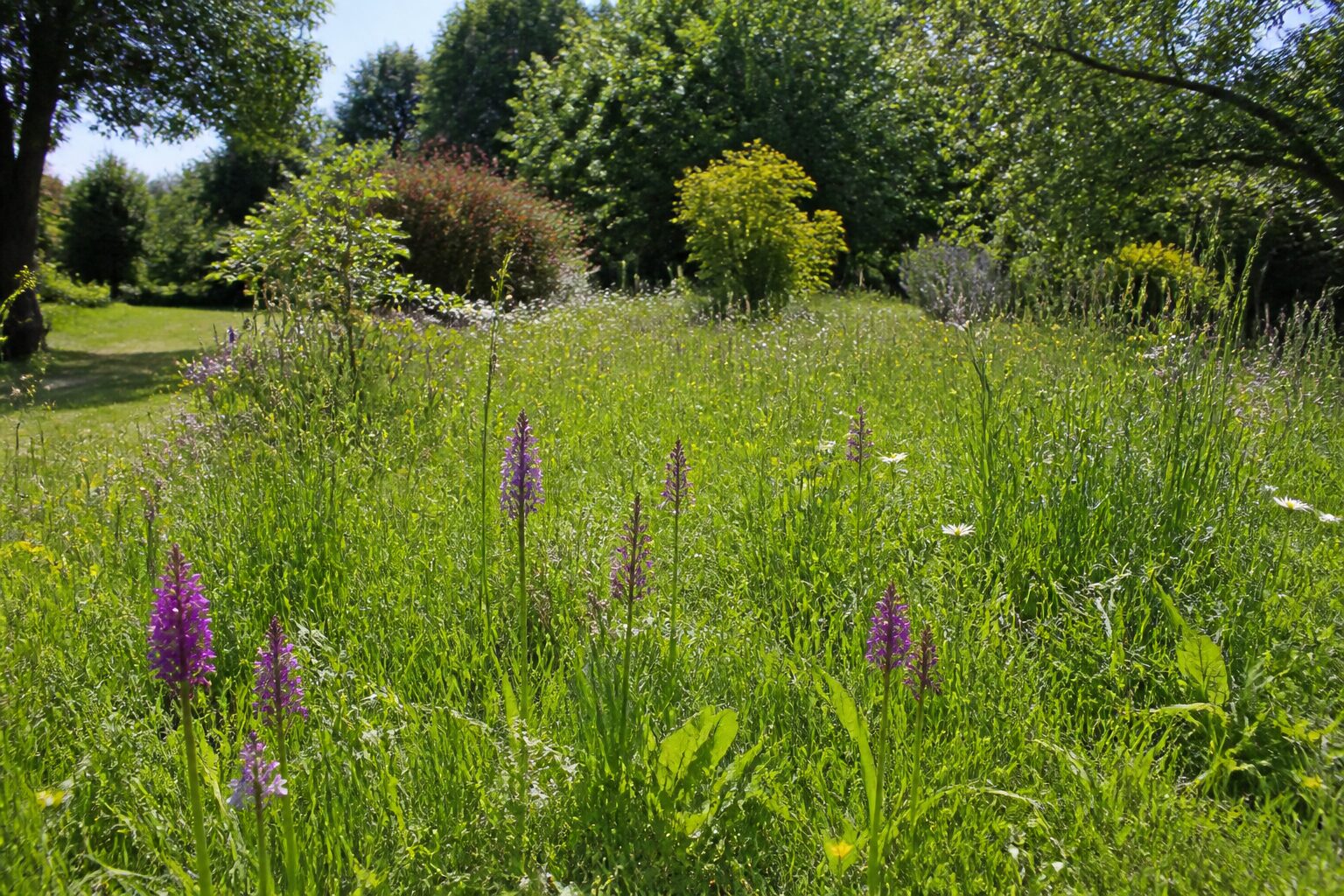 Pelouse naturelle non traitée avec prairie fleurie accueillant des orchidées sauvages, jardin naturel ensoleillé