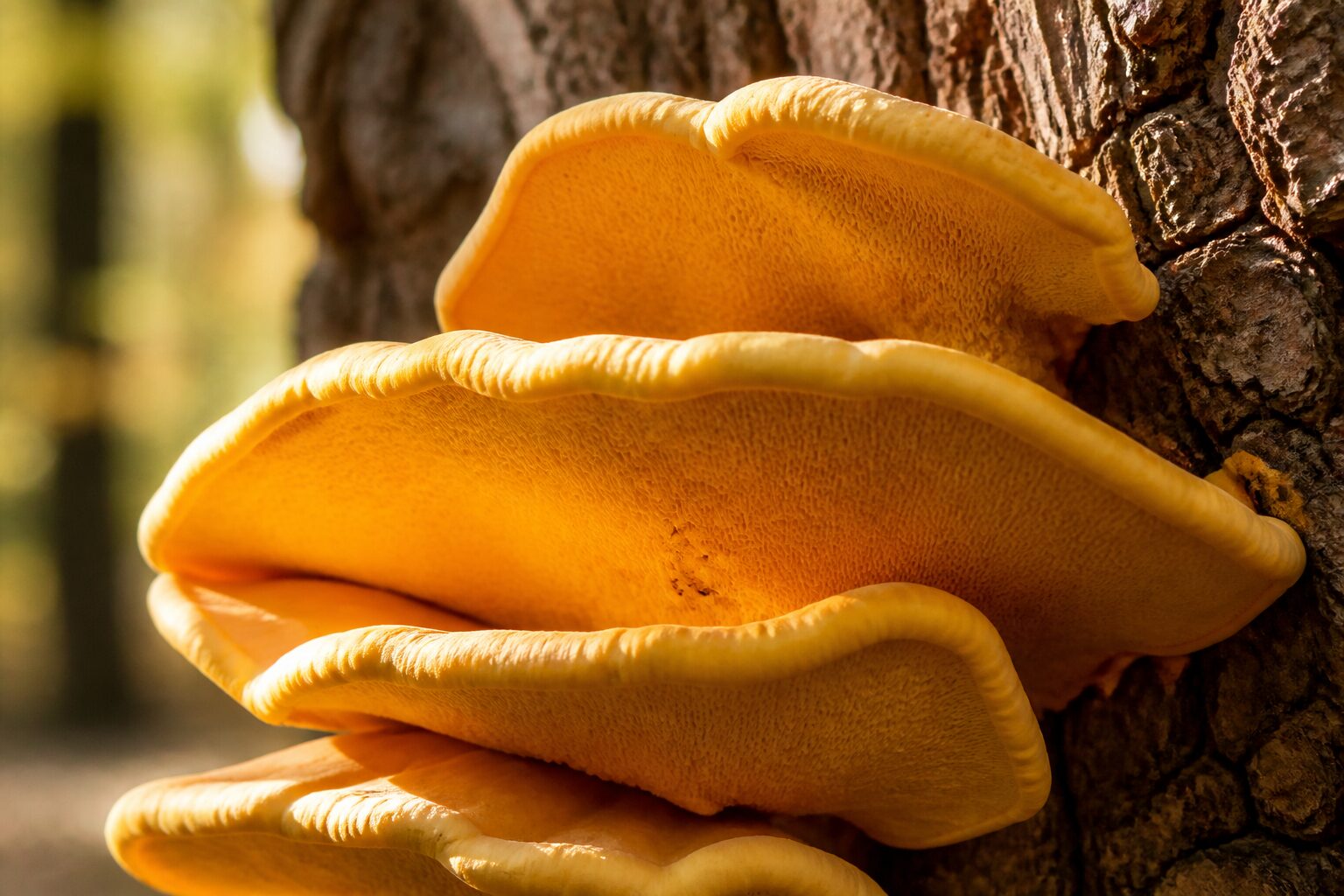 Le polypore soufré en consoles épaisses jaune-orangé sur un tronc de chêne, face poreuse visible, lumière chaude de forêt
