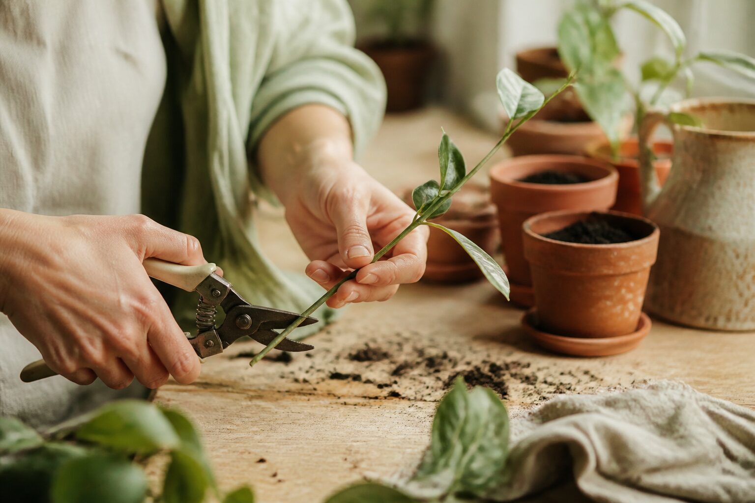 Bouture de plante verte dans un verre d'eau avec de jeunes racines blanches visibles, lumière naturelle douce, fond neutre lin