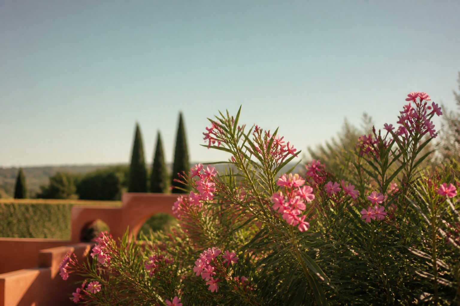 Bouture laurier rose : le guide pour réussir vos plants