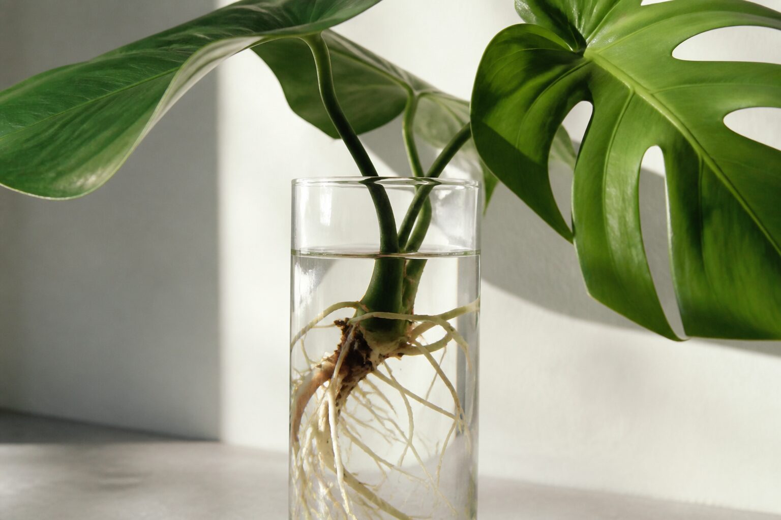 Gros plan sur une bouture de monstera en vase transparent montrant des racines blanches bien développées dans l'eau