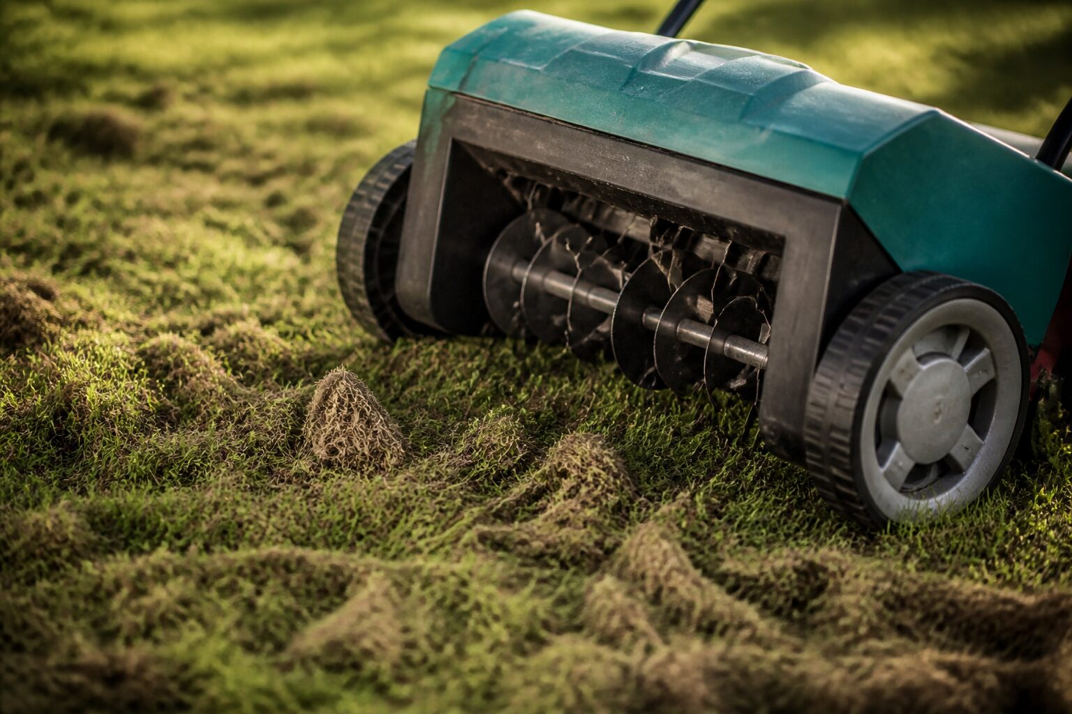 Scarification pelouse avec débris de feutre végétal