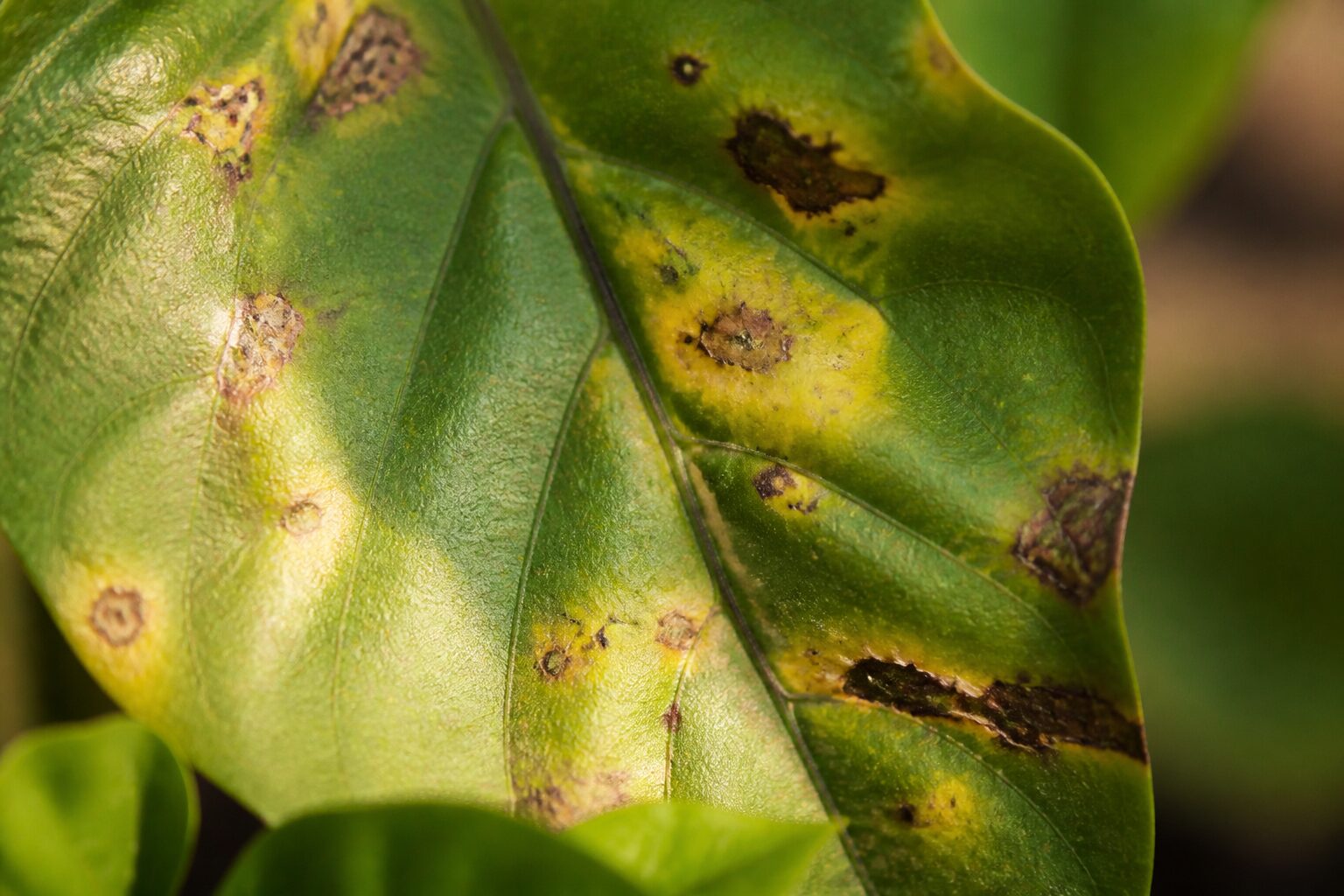 Feuille de légume avec taches jaunes causées par des insectes piqueurs