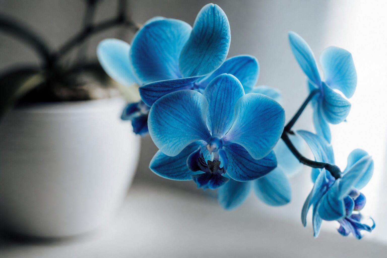 Gros plan sur une hampe d'orchidée bleue avec ses fleurs épanouies, détail de la couleur bleue turquoise, pot céramique blanc, lumière de fenêtre latérale douce