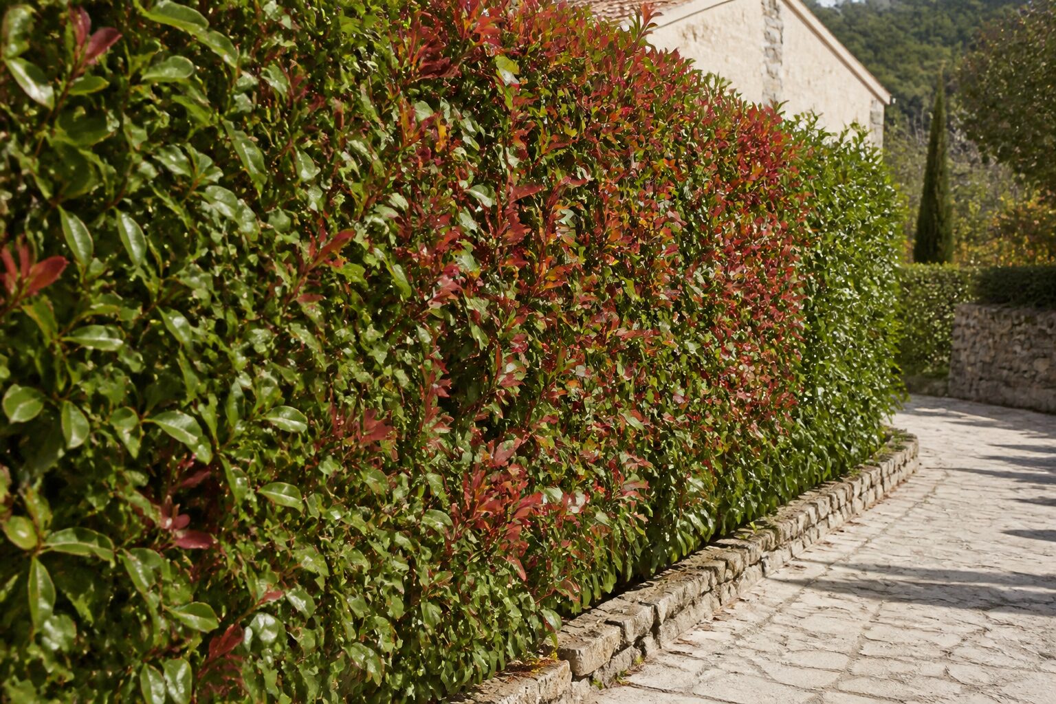 Haie de jardin : 7 types pour structurer votre exterieur