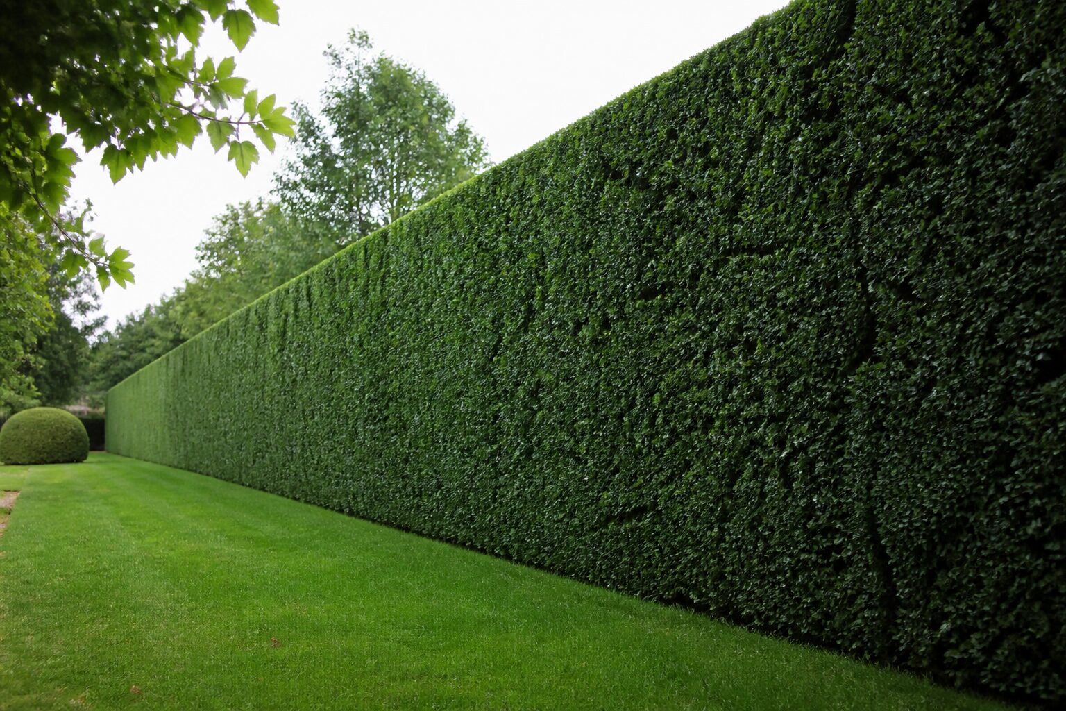 Haie persistante taillee dans un jardin