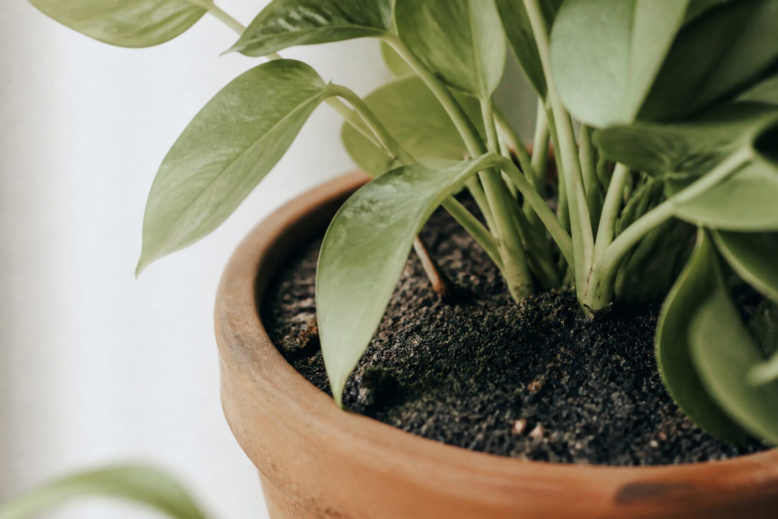 Moucheron de terreau dans un pot de plante d'intérieur en terre cuite