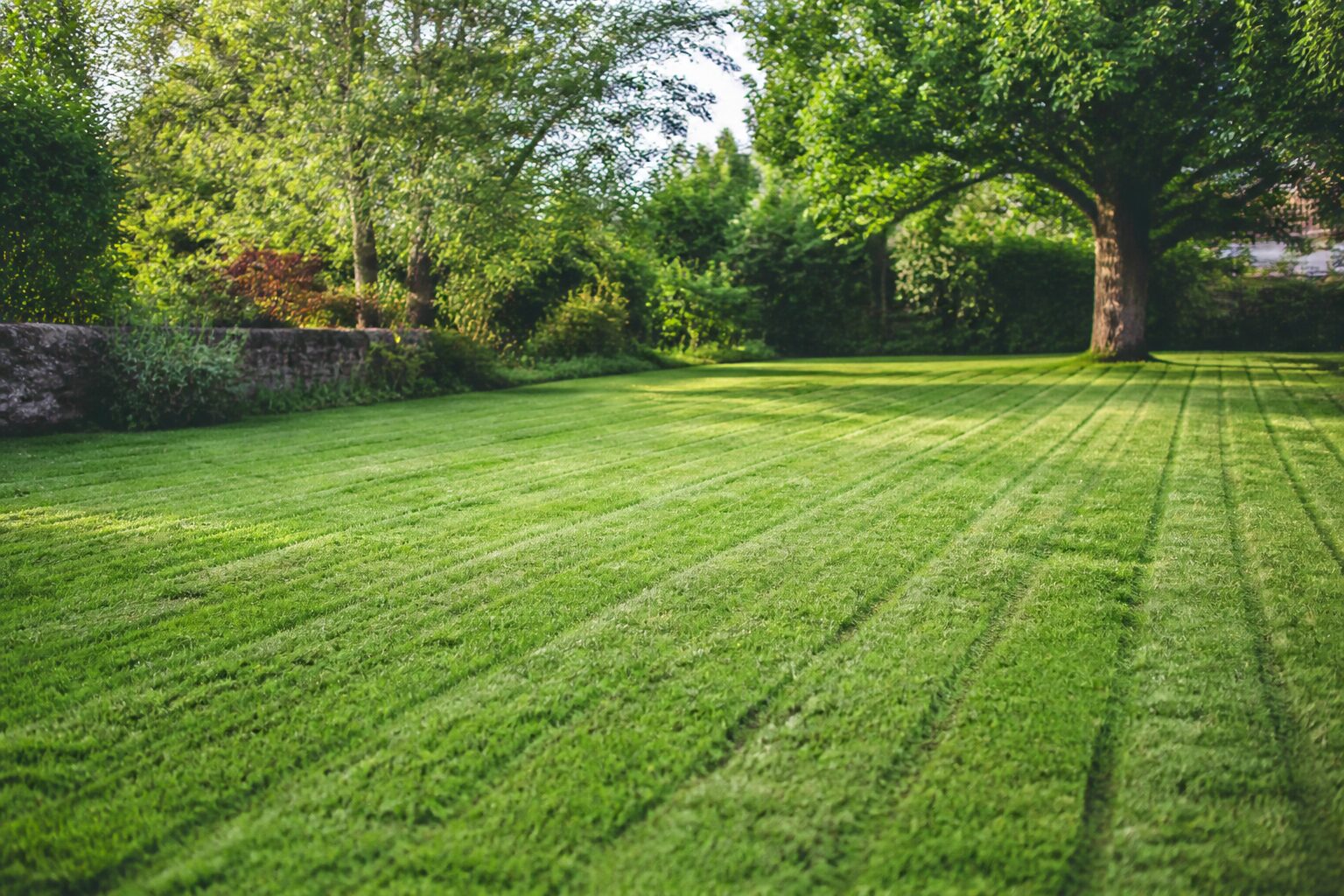 Scarifier une pelouse : le bon geste pour un gazon dense
