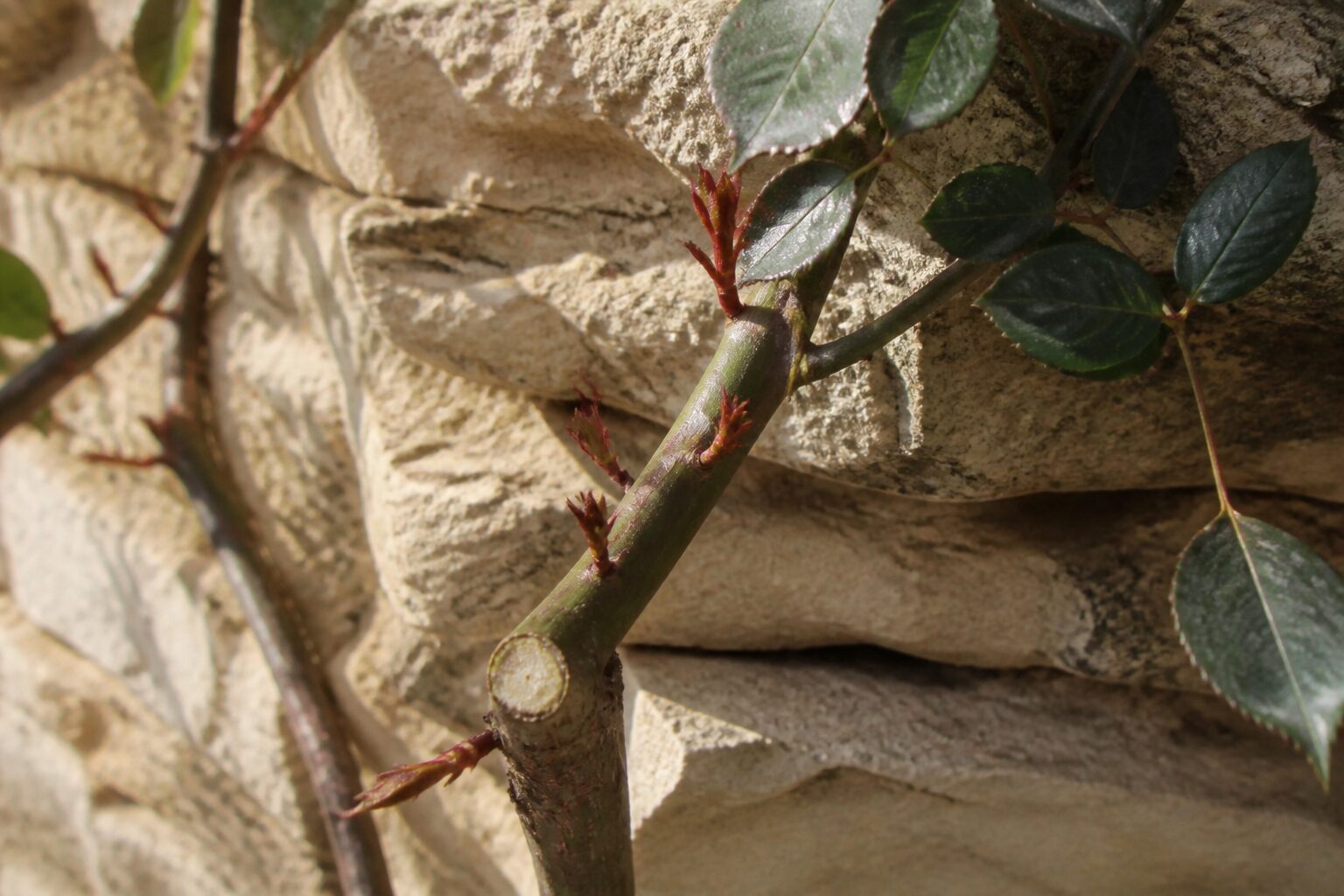Taille d'un rosier grimpant sur un mur de jardin : sécateur propre, coupe en biseau sur un rameau latéral