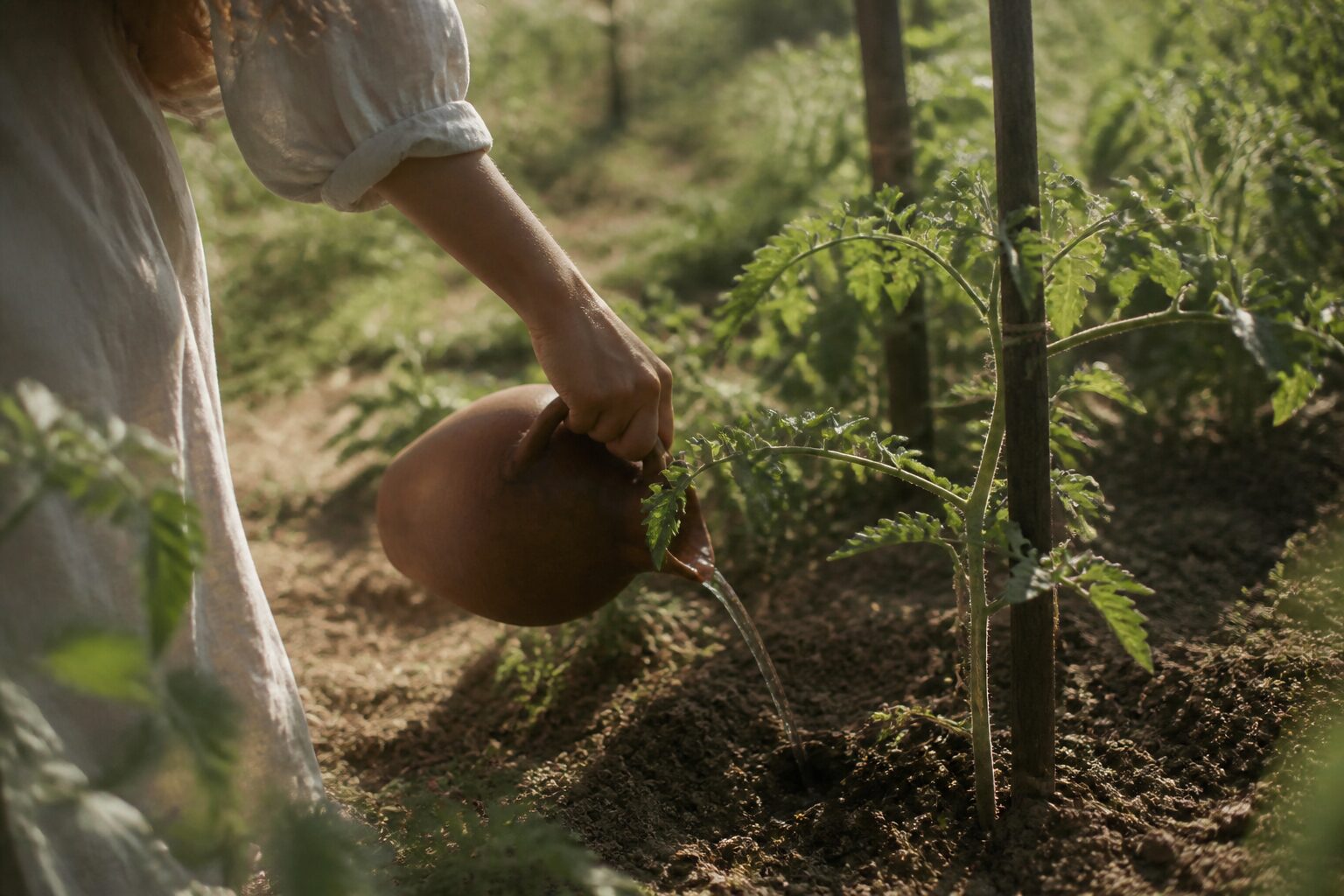 Arrosage tomates : la méthode pour des fruits juteux