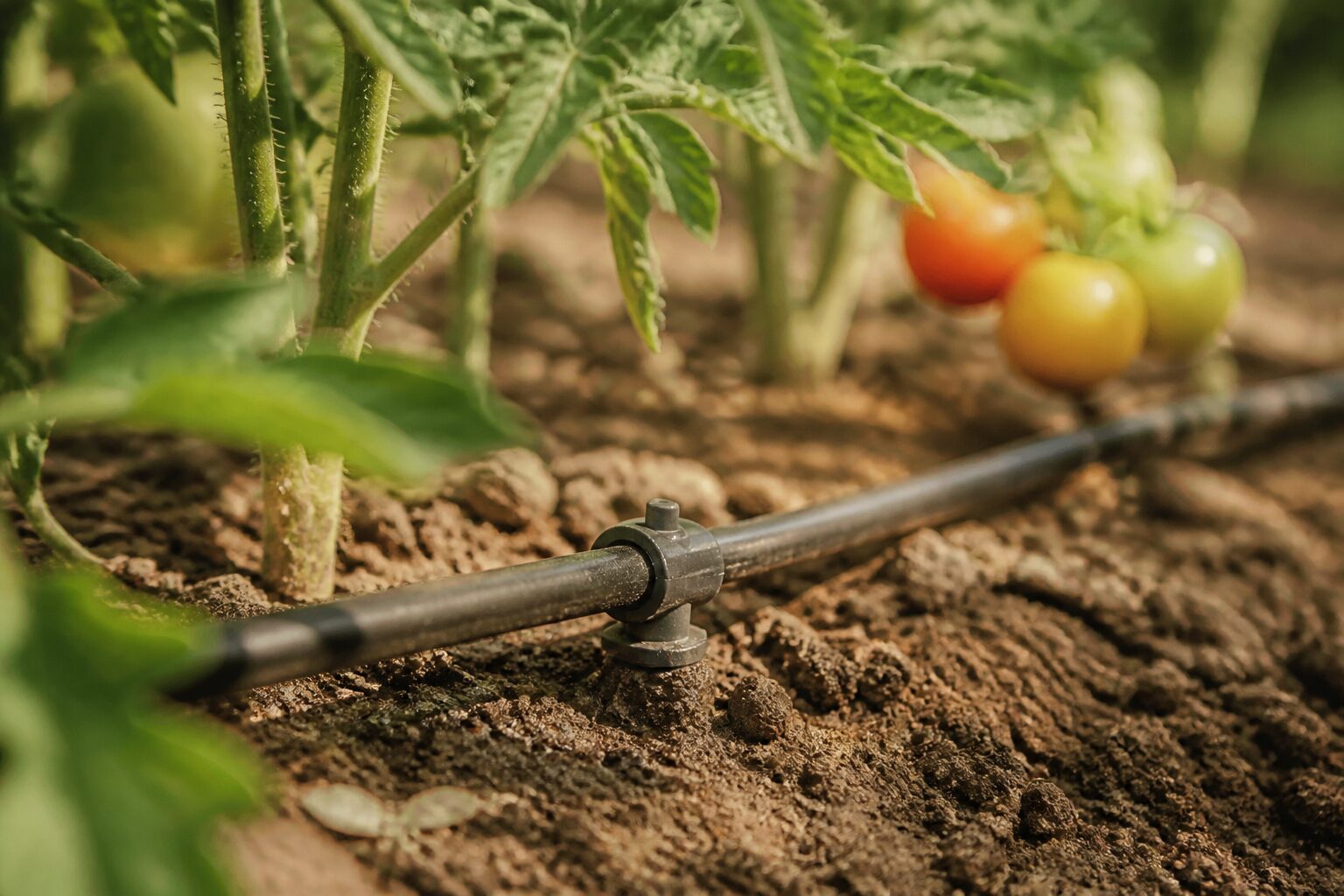 Système d'arrosage goutte à goutte installé au pied de plants de tomates