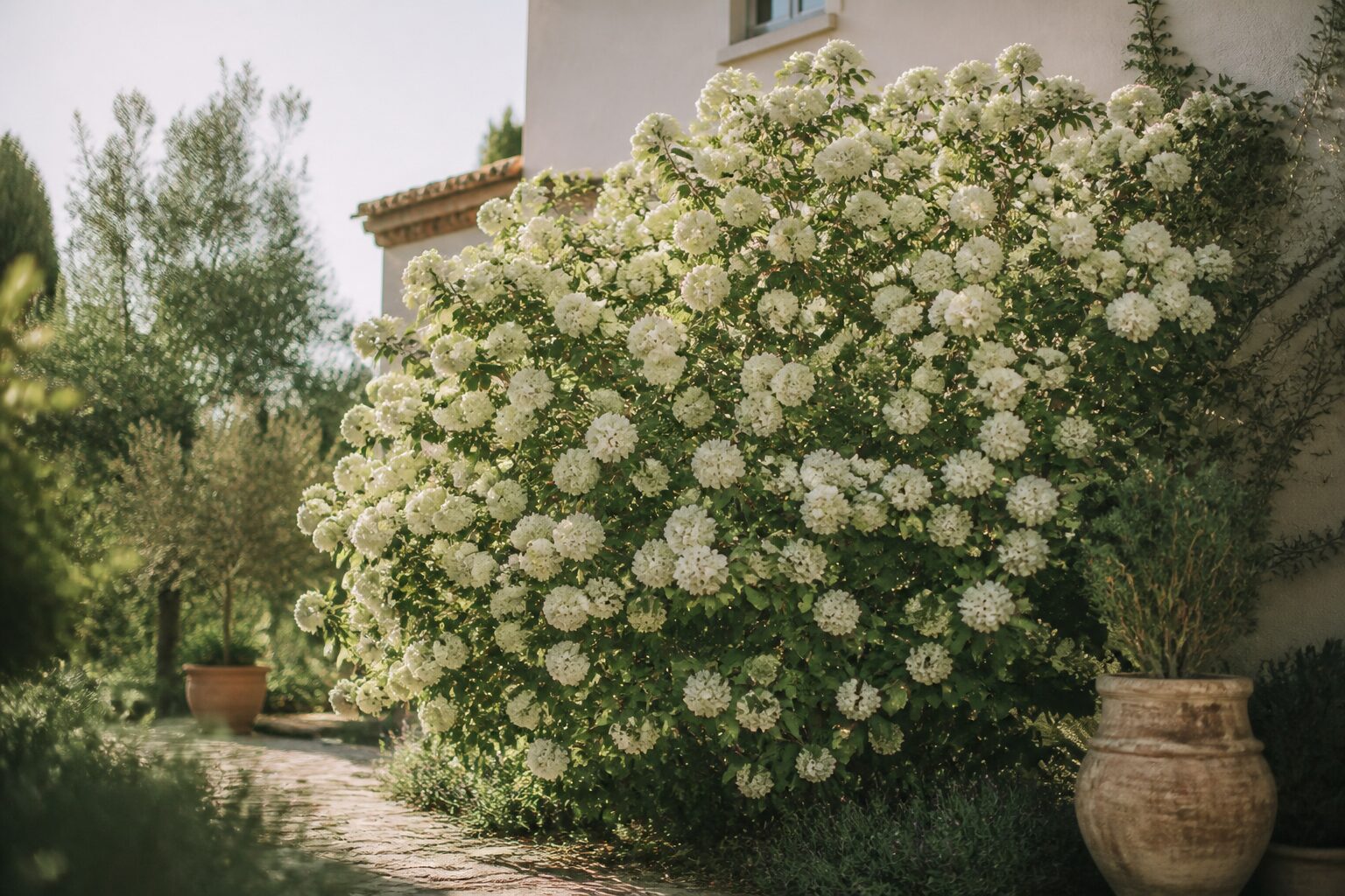Boule de neige arbuste : plantation, entretien et taille