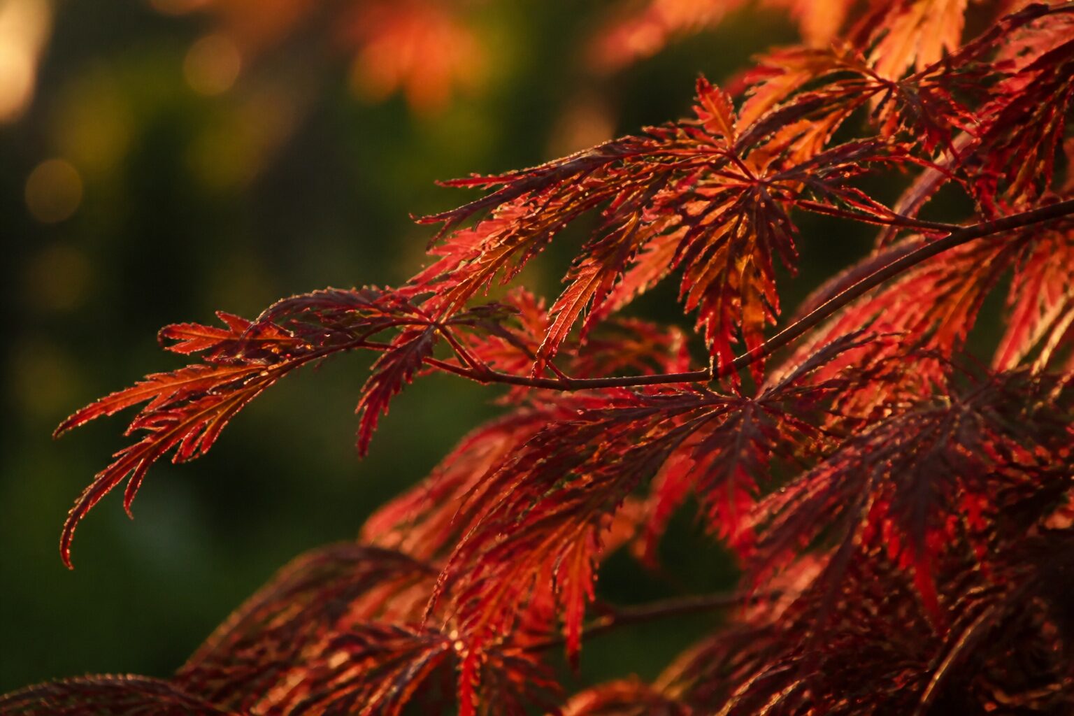 Feuillage rouge d'un érable du Japon nain en gros plan sous une lumière douce