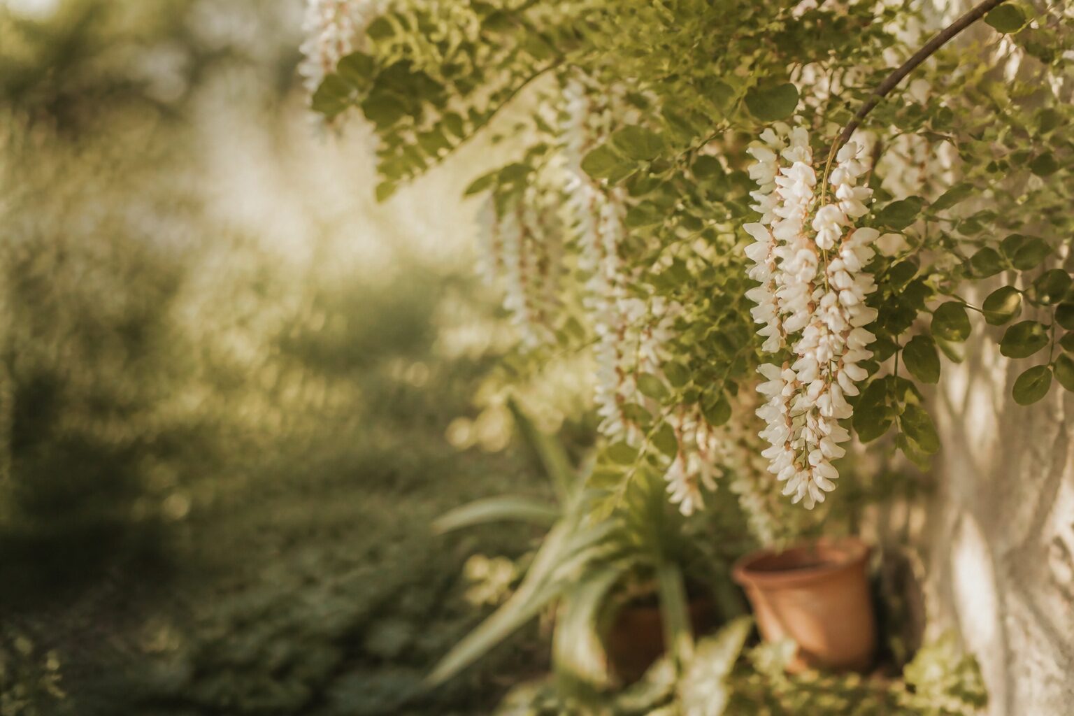 Fleur d’acacia : l’identifier sans se tromper d’espèce