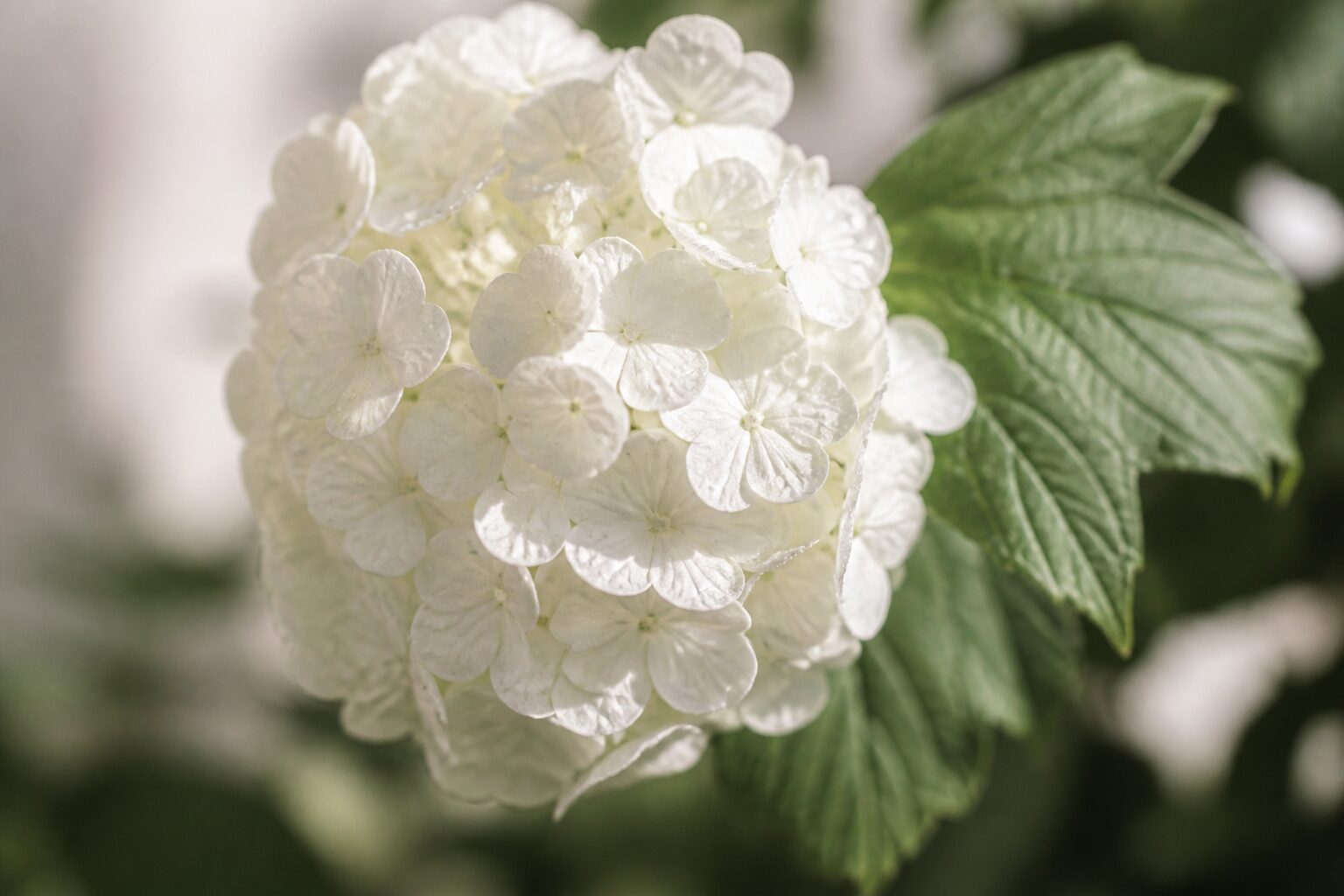 Gros plan sur les fleurs blanches en boule de la viorne