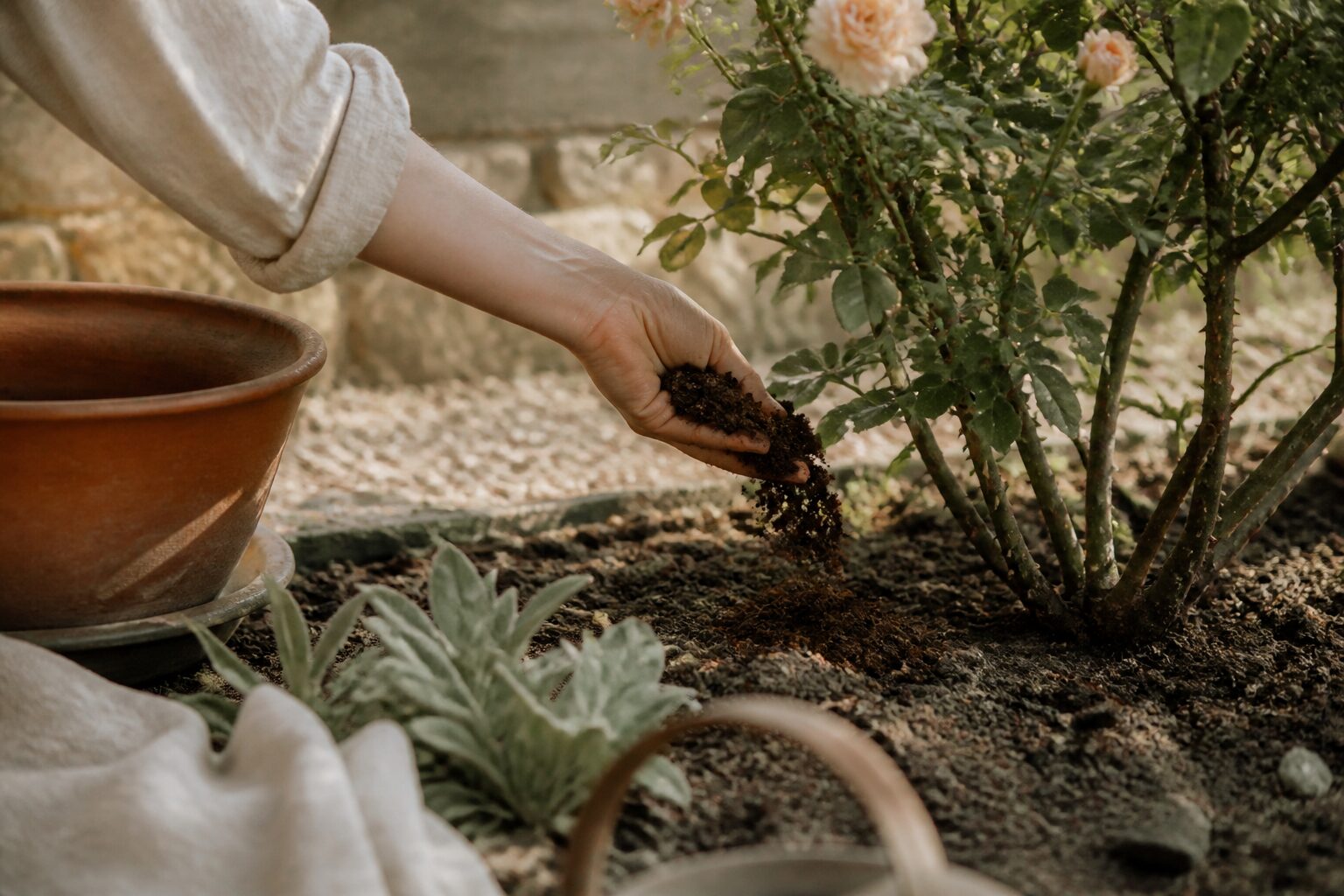 Marc de café au jardin : 7 usages qui changent tout