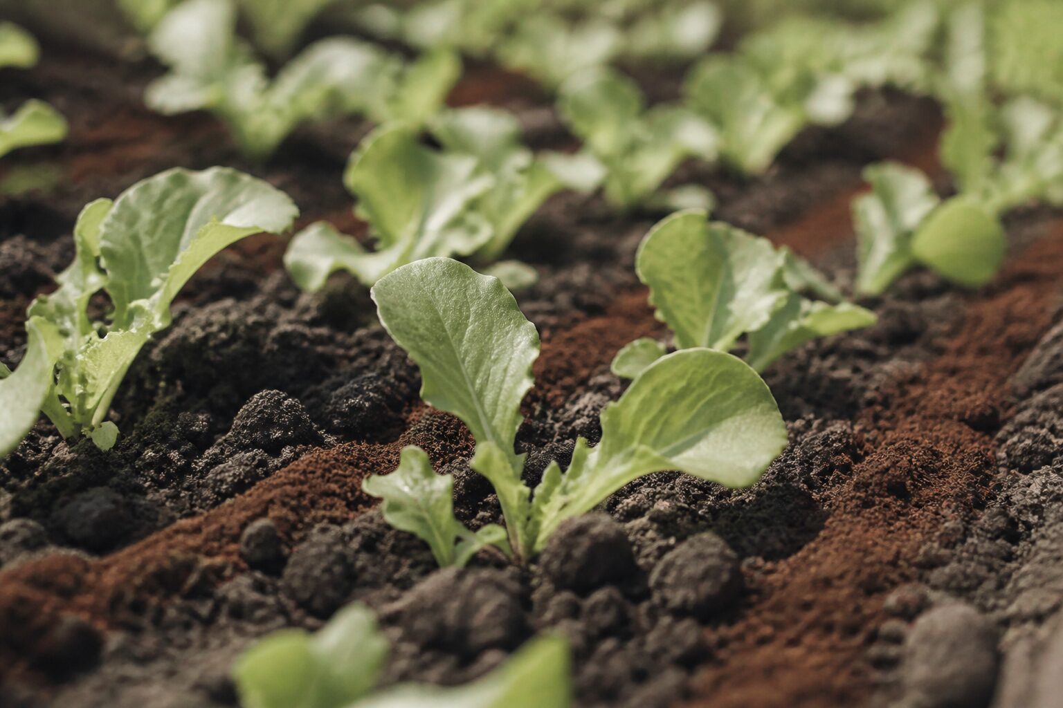 Marc de café saupoudré en répulsif autour de jeunes plants de salade au potager