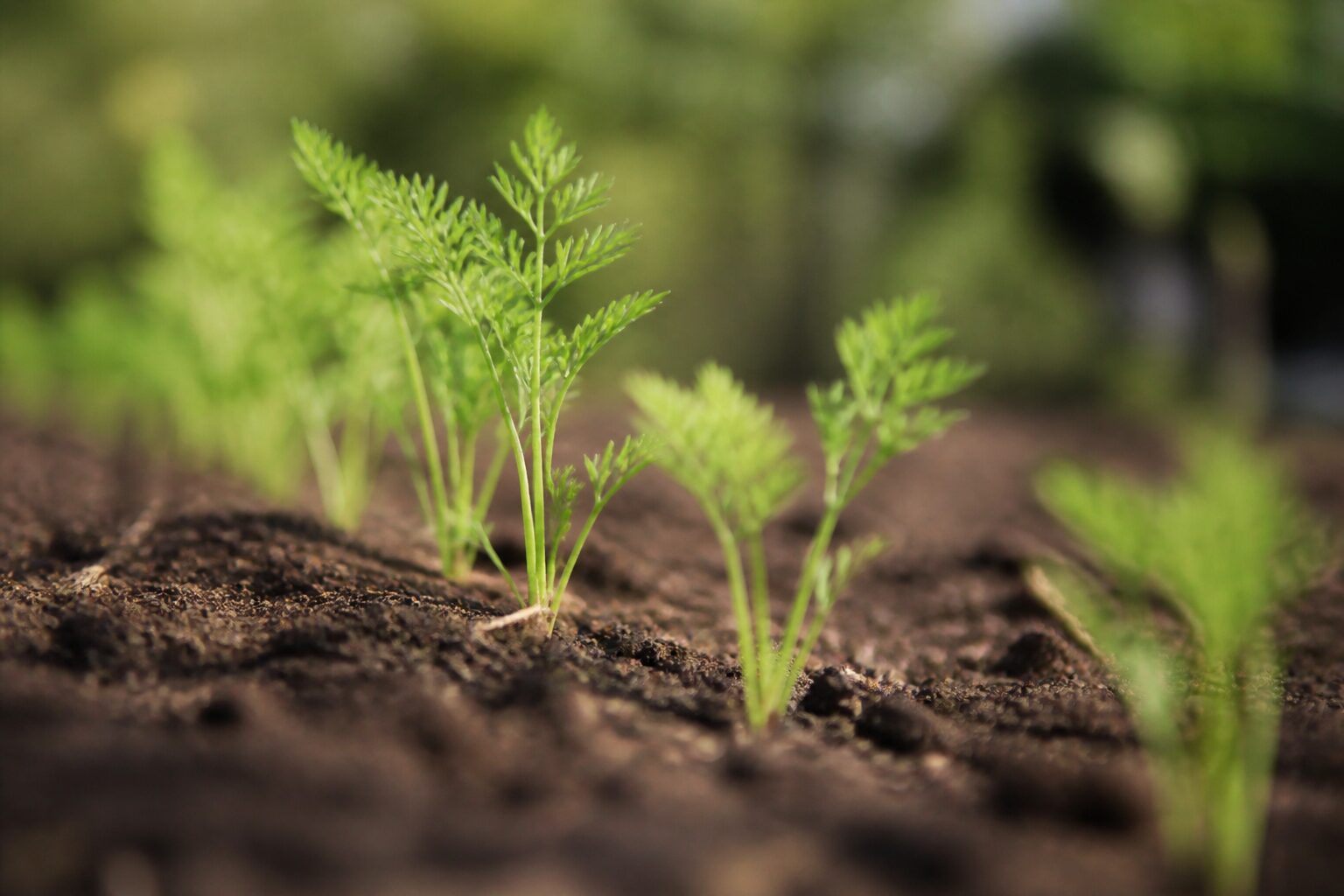 Rangs de jeunes pousses de carottes sortant de terre au printemps dans un potager
