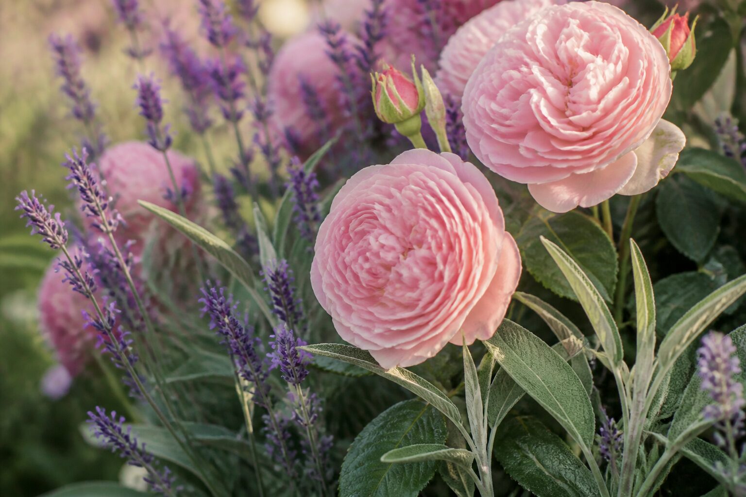 Rosiers anciens et vivaces en fleurs dans un massif de jardin à l'anglaise
