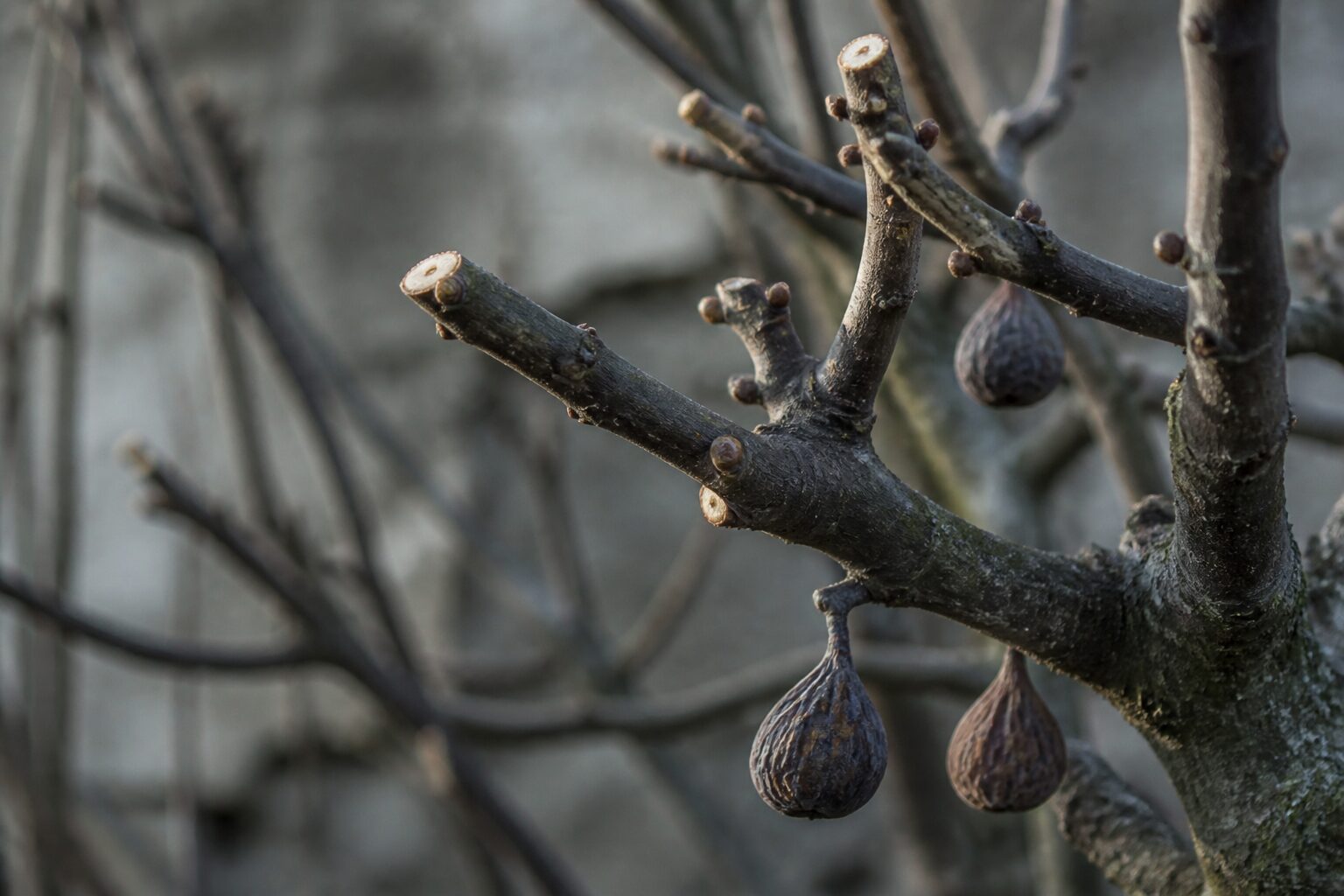 Branches de figuier taillées en hiver, coupes nettes visibles au sécateur