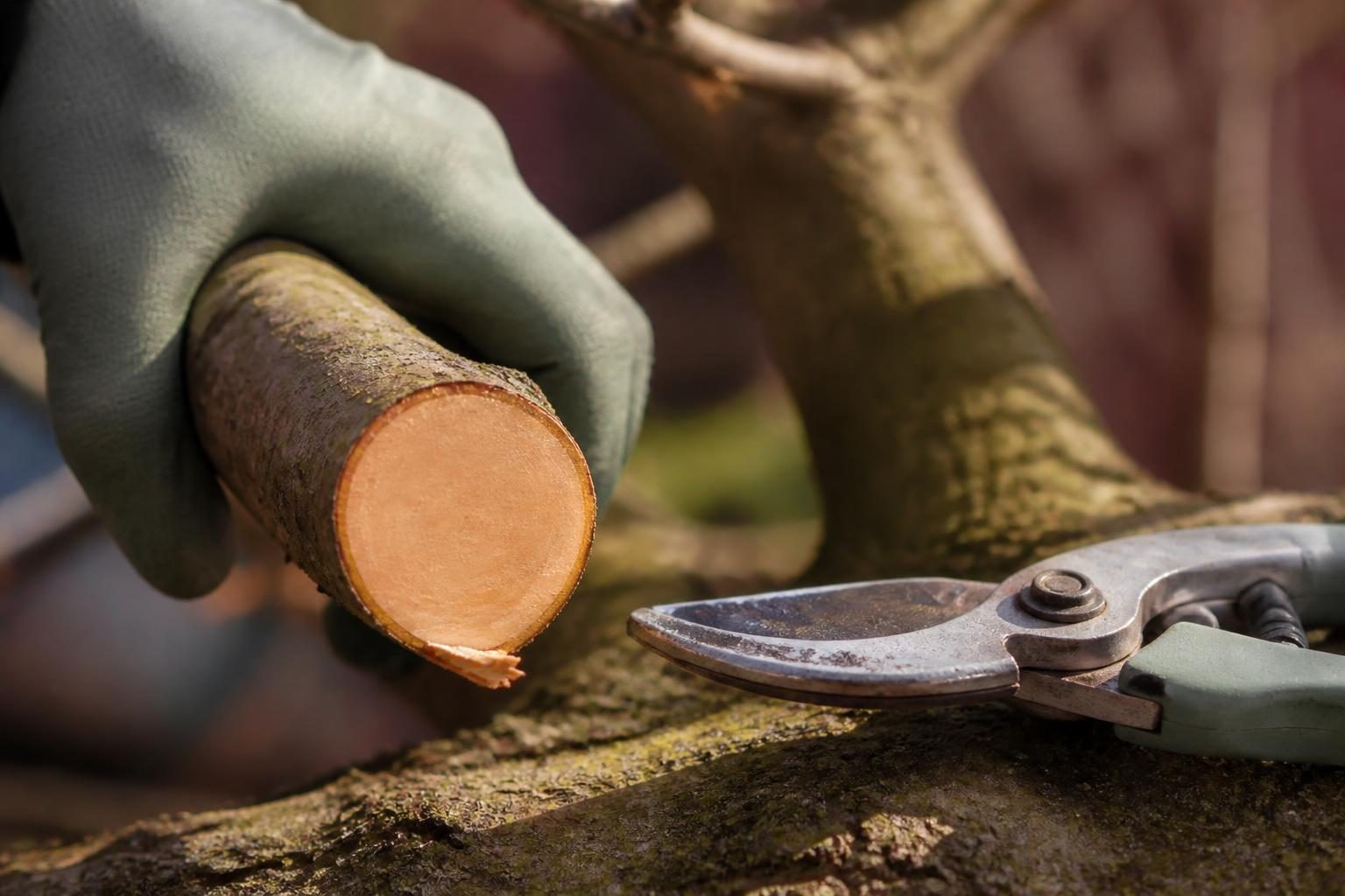 Gros plan sur une coupe fraîche de branche de cerisier